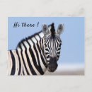 Search for zebra blue postcards Wildlife