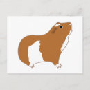 Search for cavies postcards Cavy