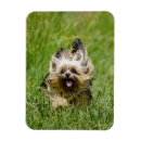 Recherche de yorkshire terrier magnets Chien