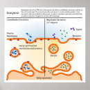 Search for processes posters Biology