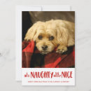 Search for naughty cats cards Pet