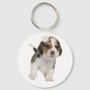Search for beagle keychains Puppy