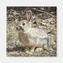 Search for cottontail magnets Rabbit