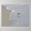 Search for piper posters Ocean