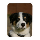 Recherche de de border collie magnets Chiot