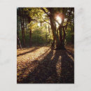 Search for light wood postcards Woods
