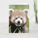 Recherche de panda vœux cartes Décoration