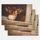 Recherche de vache drôle papier cadeau Pays
