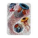 Search for windflower magnets Animals