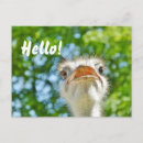 Search for funny animal photo postcards Bird