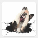 Search for face bookplates Pet