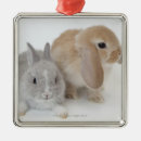 Search for lop rabbit ornaments Cute
