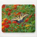 Search for swallowtail mousepads Wildlife