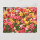Search for multi colored postcards Orange