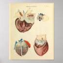 Recherche de anatomie coeur art Vintage