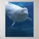 Search for beluga posters Animals