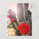 Recherche de soleil rouge cartes postales Arizona