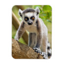 Search for ring tailed magnets Animal