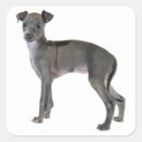 Search for italian greyhound stickers Puppy