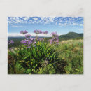 Search for agapanthus postcards Botany