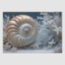 Search for nautilus shells Nautical