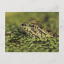 Search for rolf postcards Nature
