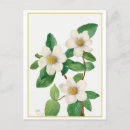 Recherche de dogwood cartes postales Dogon