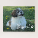 Recherche de chiens puzzles Toute personne