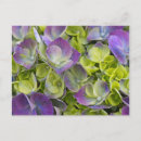 Search for hydrangea garden postcards Beauty