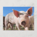 Recherche de porc adorable Cochon