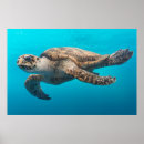 Search for turtle stuff posters Nature