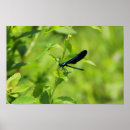 Search for damselfly posters Photography