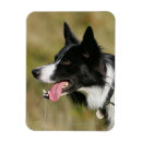 Recherche de canine magnets Halètement