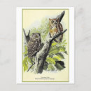 Search for screech postcards Owl