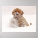 Search for golden retriever posters Snow