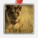 Search for lioness ornaments predator