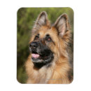 Recherche de deutscher magnets Berger allemand