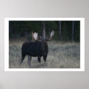 Recherche de orignaux taureau art Orignal