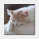 Recherche de personne de chat magnets Animaux de bébé