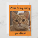 Recherche de chat de gingembre invitations Orange