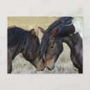 Recherche de deux chevaux cartes postales Cheval