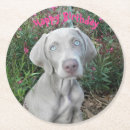 Recherche de weimaraner dessous de verres Chiot