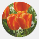 Search for orange tulip stickers Botanical