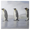 Search for penguin tiles Nature