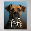Recherche de de chien posters Dogs