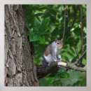 Search for squirrel posters Tree