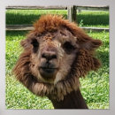Search for alpaca art Adorable