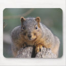 Search for squirrel mousepads Cute