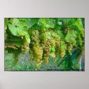 Recherche de vignoble posters Vin