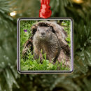 Search for groundhog ornaments Rodent